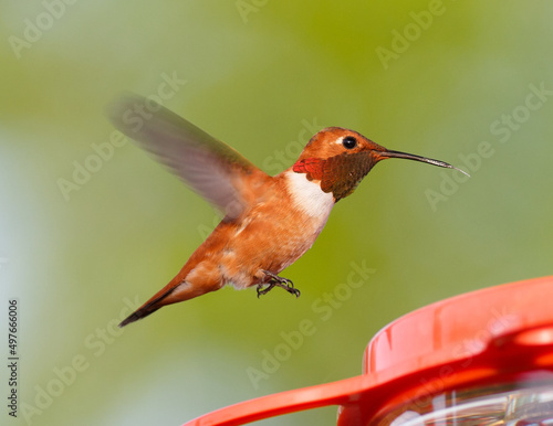 Male Rufous Hummingbird Hovering © Michael