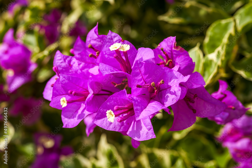 Close-up of a clump of bougainvillea