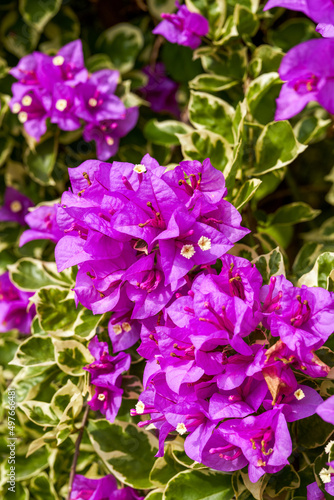 Close-up of a clump of bougainvillea