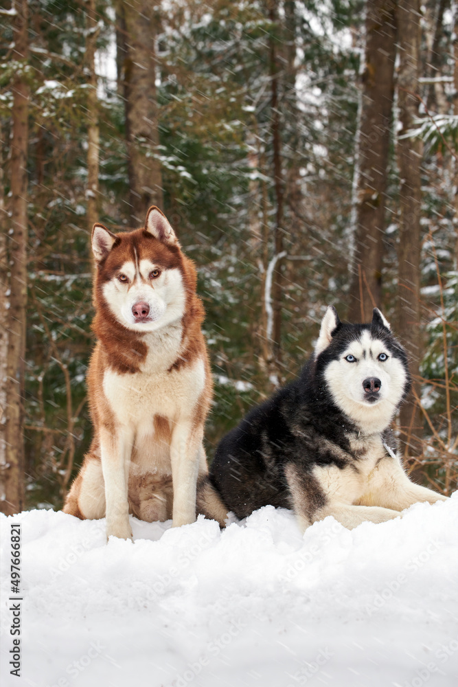 Cute couple of Siberian husky dogs sit in winter forest