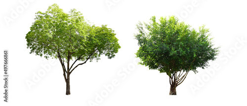 Isolated Mimusops elengi, Spanish cherry, medlar or bullet wood tree on white background photo