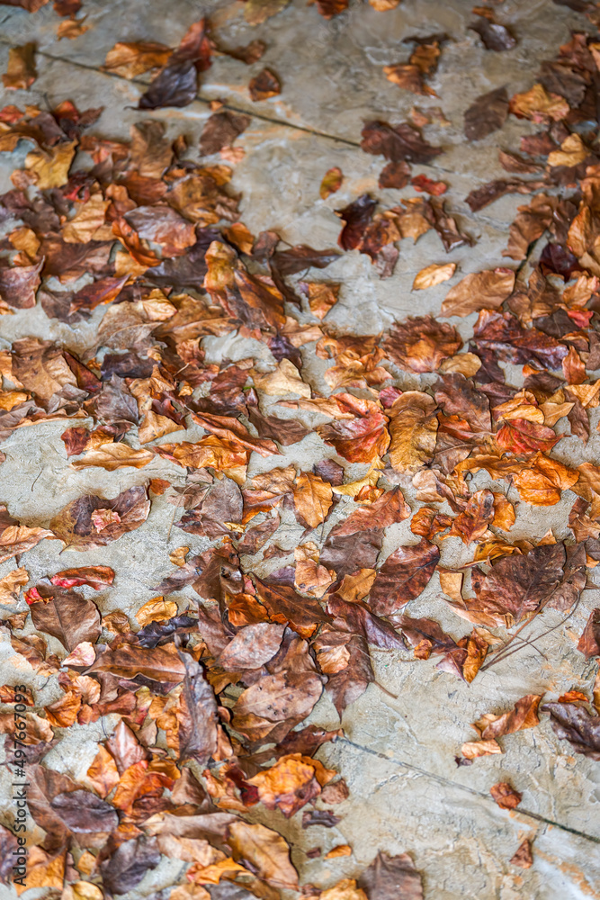 Dried fallen leaves in abandoned house