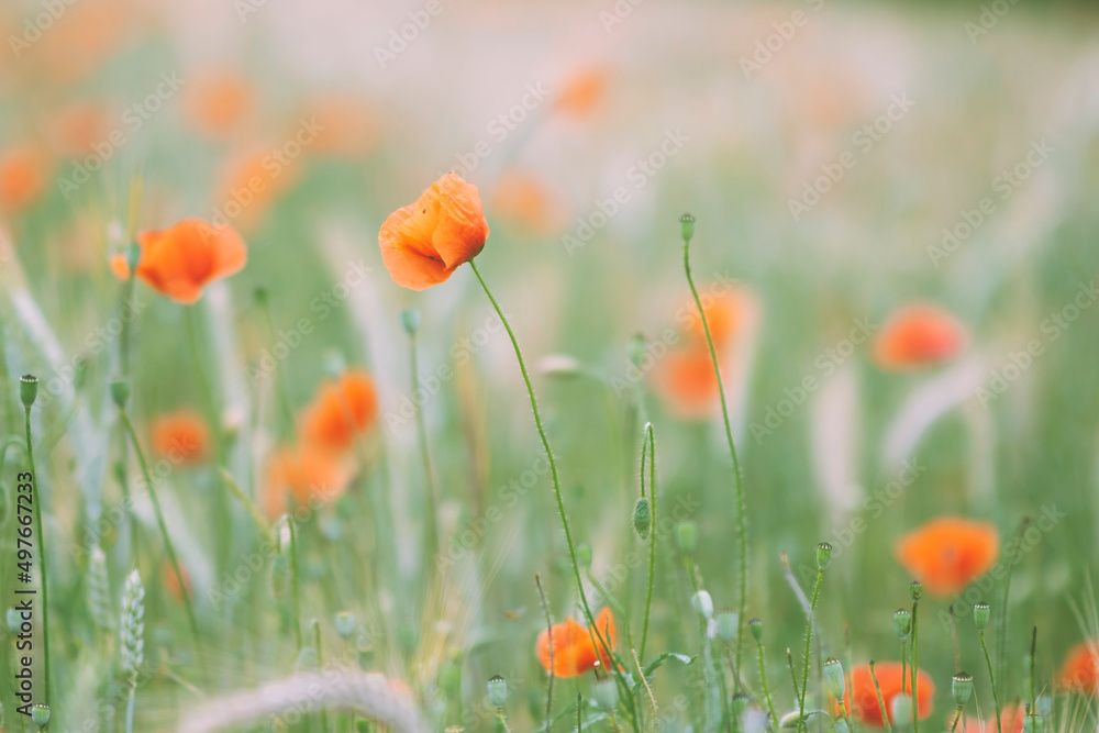 Poppy flower field Poppy flower field