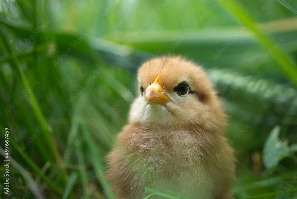 Cute young chick viewed at ground level in greenery Cute young chick viewed at ground level in greenery