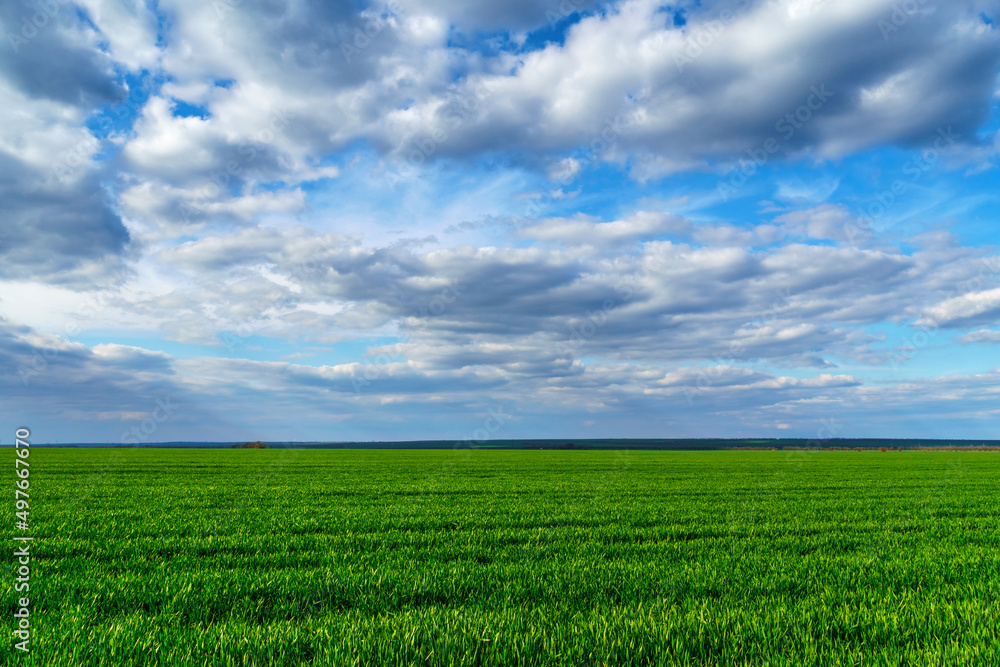 agricultural field with young green wheat sprouts, bright spring landscape on a sunny day, blue sky as background
