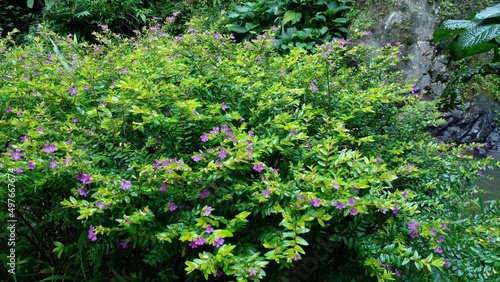 Fototapeta Naklejka Na Ścianę i Meble -  Allyson Lavender Cuphea Plant or False Heather, tropical flowers. Flower Background
