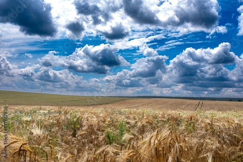 field of wheat in Brandenburg, Germany