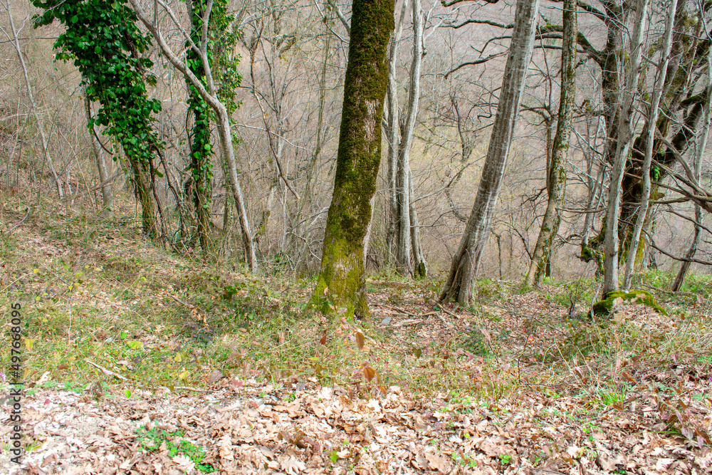 Caucasian forest in spring. The mountains. old trees. Deadwood. Caucasian flora. Caucasian forest in spring. The mountains. old trees. Deadwood. Caucasian flora.