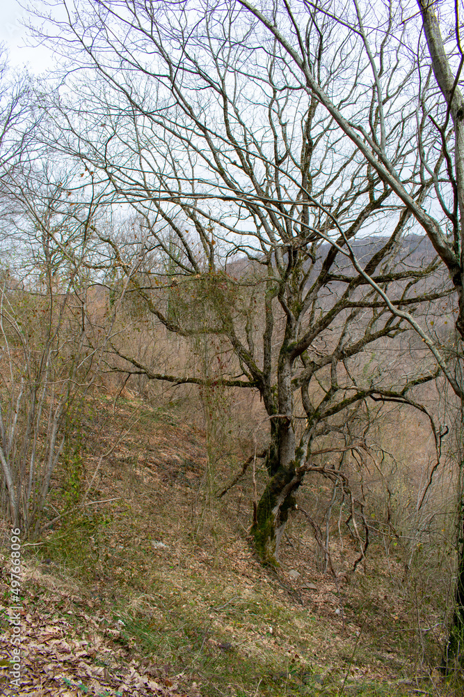 Caucasian forest in spring. The mountains. old trees. Deadwood. Caucasian flora. Caucasian forest in spring. The mountains. old trees. Deadwood. Caucasian flora.