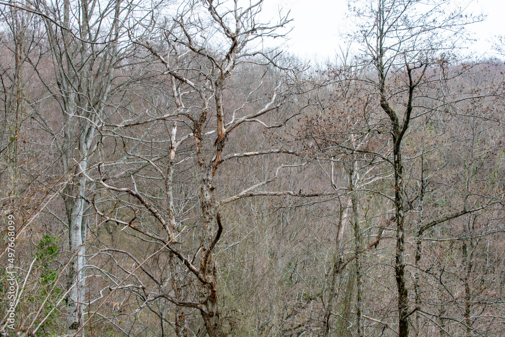 Caucasian forest in spring. The mountains. old trees. Deadwood. Caucasian flora.