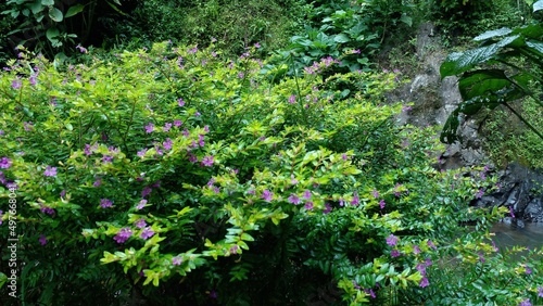 Fototapeta Naklejka Na Ścianę i Meble -  Allyson Lavender Cuphea Plant or False Heather, tropical flowers