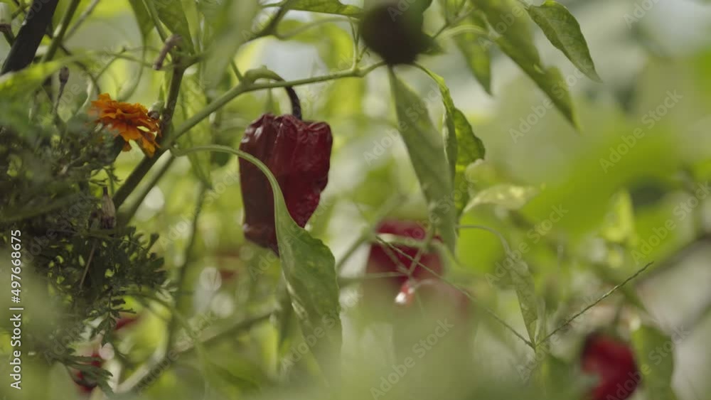 Red paprika fruit in the field (2) Red paprika fruit in the field (2)