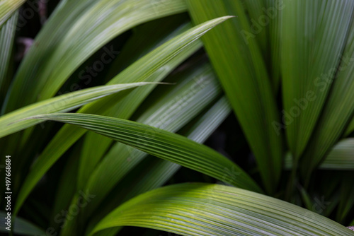 Tropical Rainforest Frond Leaf background in jungle