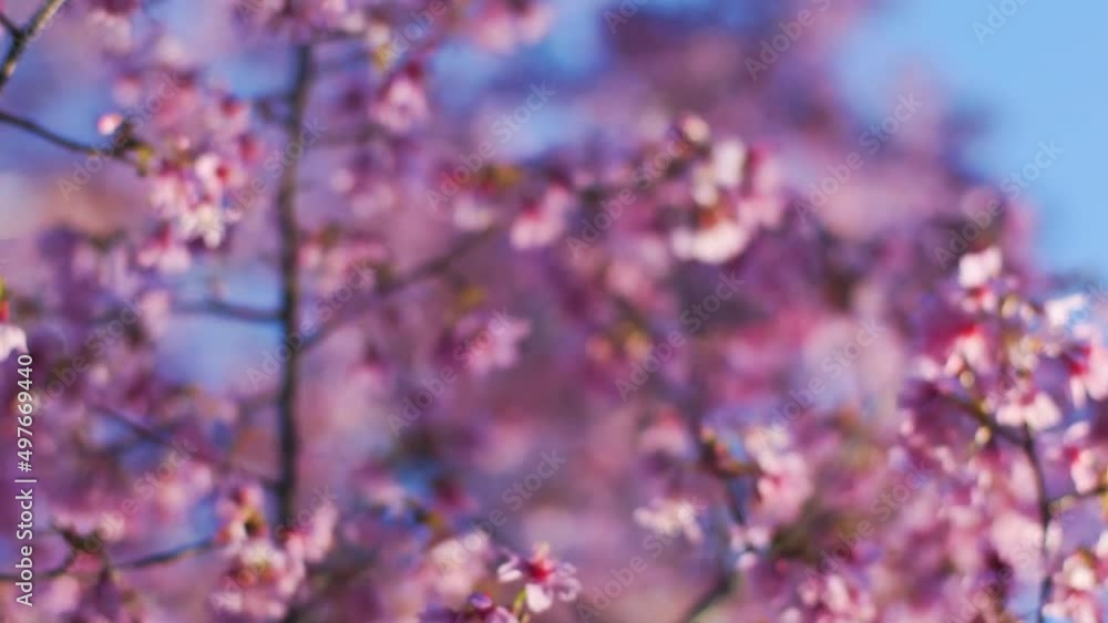 Close up smooth high frame rateslow motion shot of cherry blossom sakura tree blooming. Near sunset. Blue skies. Dreamy. Shot in Washington DC. Building in background. 60fps Close up smooth high frame rateslow motion shot of cherry blossom sakura tree blooming. Near sunset. Blue skies. Dreamy. Shot in Washington DC. Building in background. 60fps