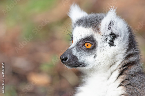 Ring tailed lemur (Lemur catta) © michaklootwijk