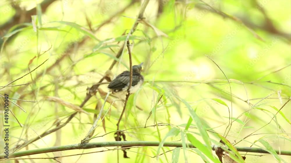 The Black-naped Monarch feeding a baby in nature The Black-naped Monarch feeding a baby in nature