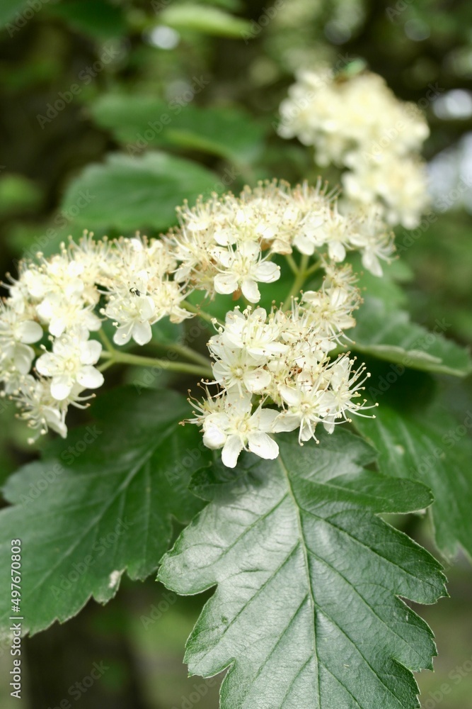 white flowers of Sorbus intermedia, the Swedish whitebeam white flowers of Sorbus intermedia, the Swedish whitebeam