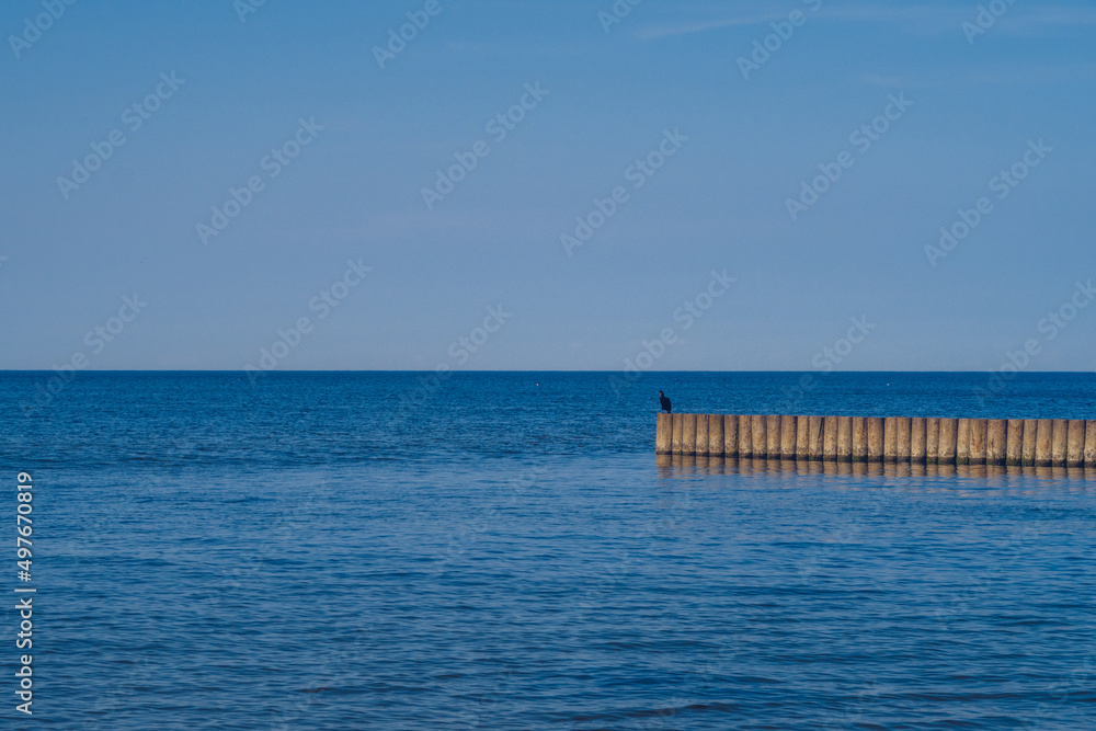 Black bird sitting on a breakwater wooden structure with blue sea and sky in the background. Stock photo