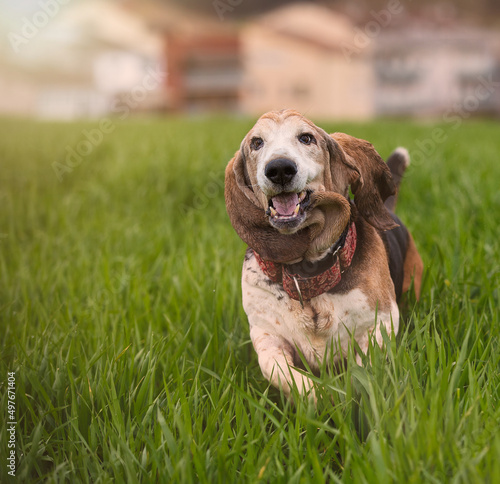 Adult Bassethound dog posing