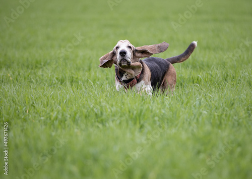 Adult Bassethound dog posing