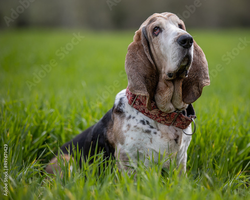 Adult Bassethound dog posing