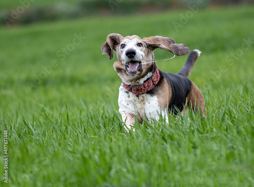 Adult Bassethound dog posing