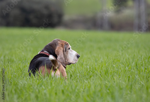 Adult Bassethound dog posing