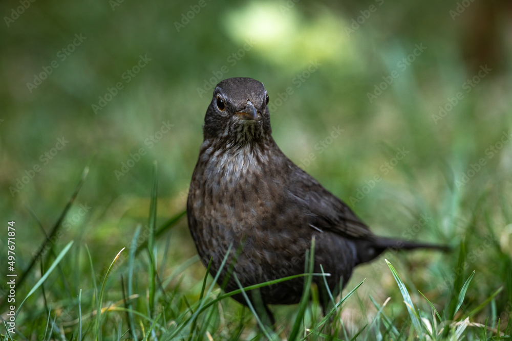Common blackbird turdus merula female close up on grass Common blackbird turdus merula female close up on grass