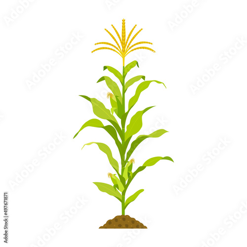 Growing corn with stalk and cobs isolated on white. Vector illustration of cereal crop with leaves.