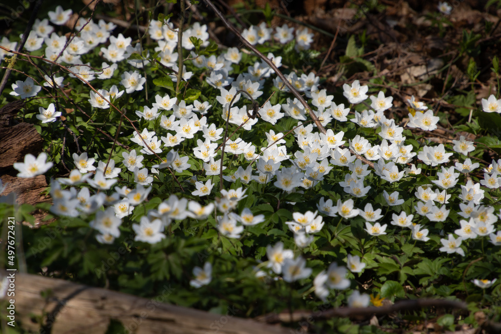 Fototapeta premium Wood anemone growing in the forest, also called Anemone nemorosa
