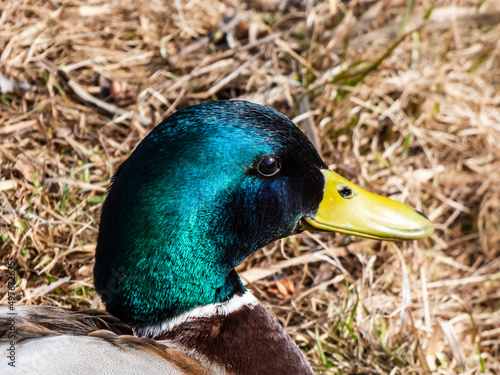 Close-up of adult, breeding male mallard or wild duck (Anas platyrhynchos) with a glossy bottle-green head and a white collar. Portrait of bird head and eye in sunlight