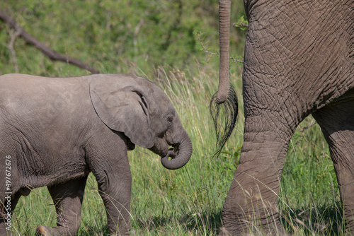 cute baby elephant (Loxodonta africana) walking behind mother's tail in the bush. African wildlife seen on safari © Tom