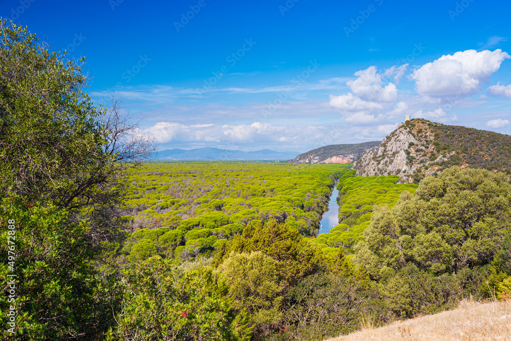 Landscape in Maremma nature reserve, Tuscany, Italy. Extensive pine forest blue river in green woodland in natural park, dramatic coast rocky headland