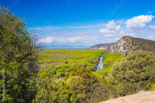 Landscape in Maremma nature reserve  Tuscany  Italy. Extensive pine forest blue river in green woodland in natural park  dramatic coast rocky headland