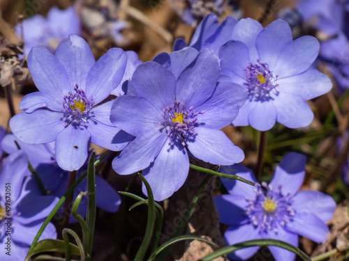 Close-up of group of beautiful  purple first spring bloomers - wildflowers Large blue hepatica  Hepatica transsilvanica  in bright sunlight in early spring. Beautiful floral scenery