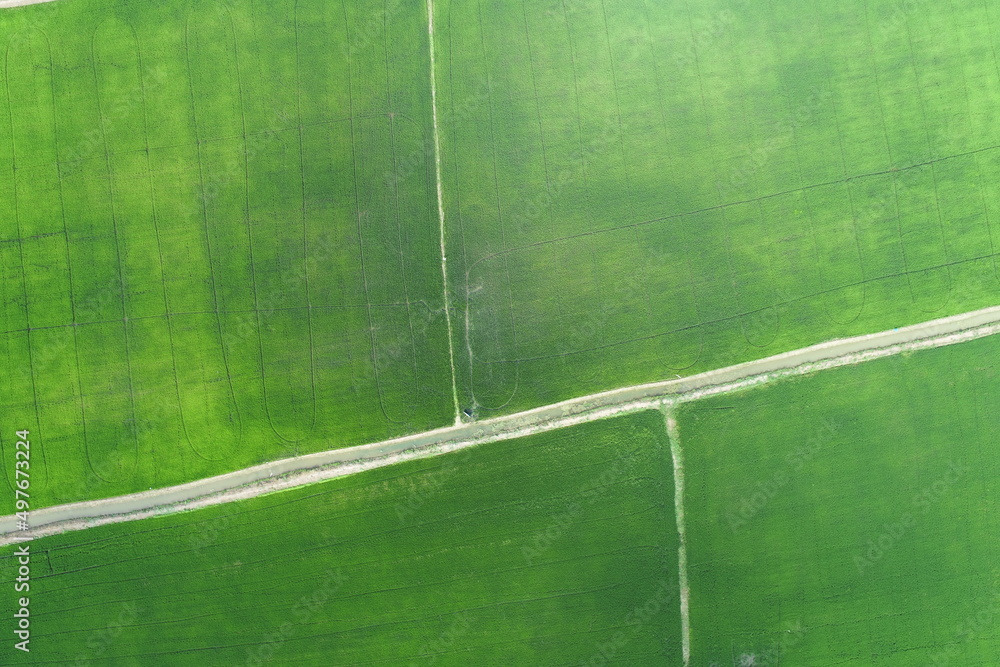 Green rice Fileds aerial view Thailand countryside