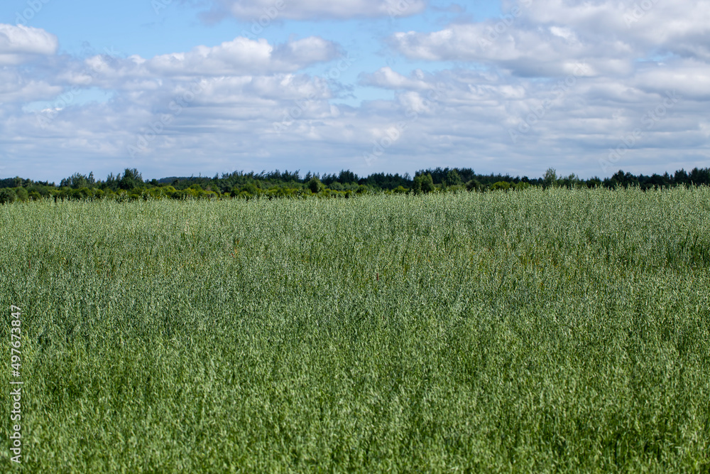 oat plant during cultivation in the field in summer