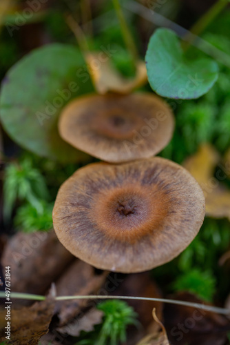 Two mushroom grow in the middle of green foliage in the autumn forest. A toadstool mushroom macro photography in autumn day.