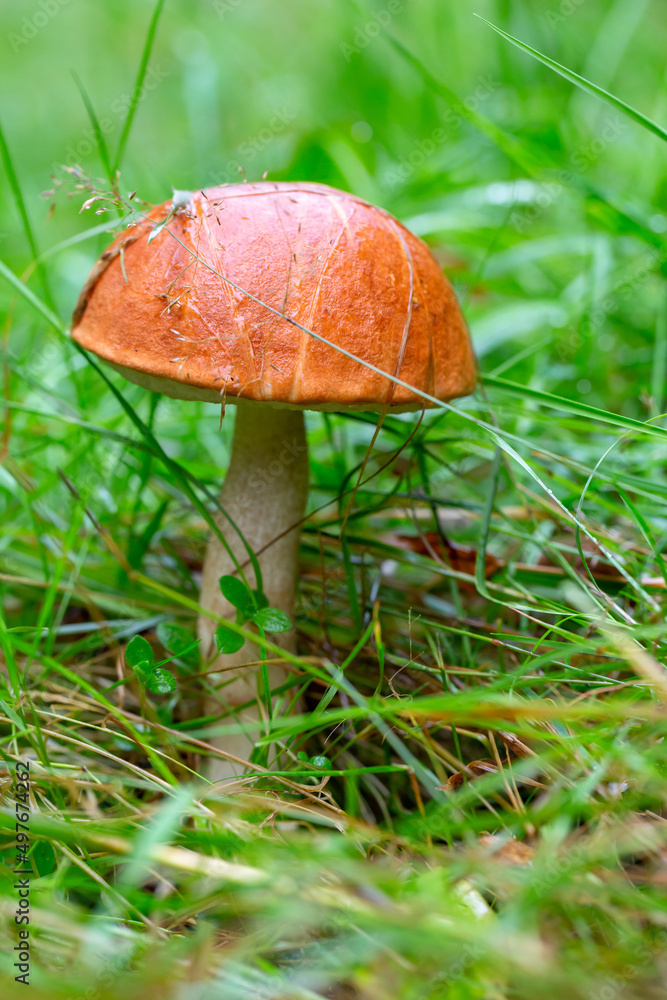 Single orange-cap mushroom in the autumn forest background. A boletus mushroom macro photography in the grass. Single orange-cap mushroom in the autumn forest background. A boletus mushroom macro photography in the grass.
