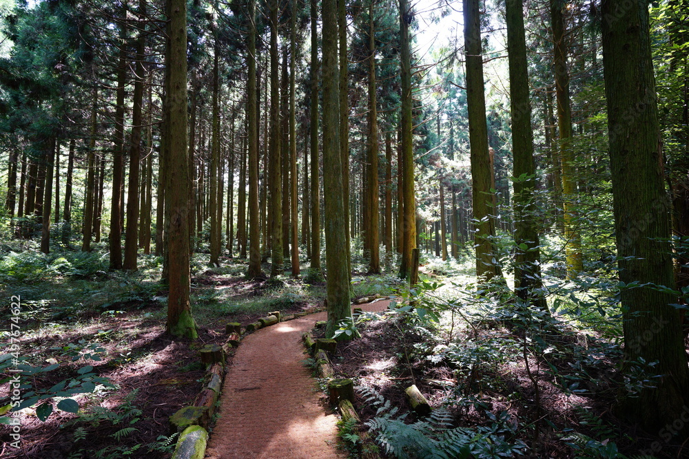 Fototapeta premium radiant autumn cedar forest with path