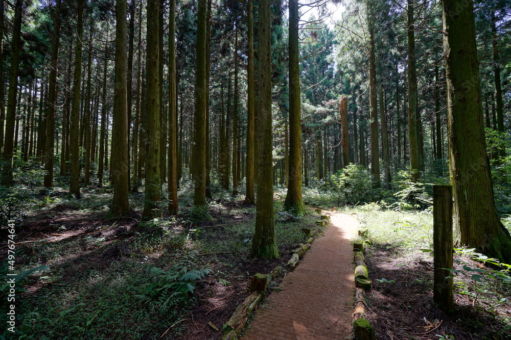 Obraz premium radiant autumn cedar forest with path
