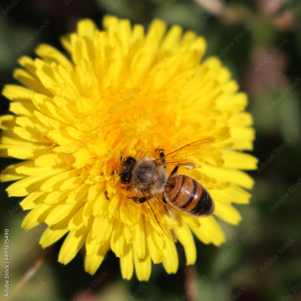 Close-up of Apis mellifera on Taraxacum officinalis flowers. Honey bee on yellow Dandelion flowers on springtime Close-up of Apis mellifera on Taraxacum officinalis flowers. Honey bee on yellow Dandelion flowers on springtime