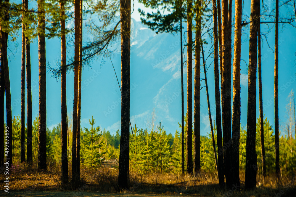 Naklejka premium Beautiful spring landscape of the Western Sayan mountains