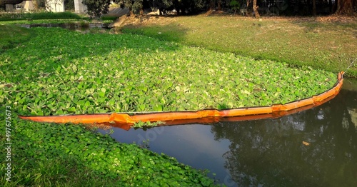 Pistia stratiotes Linn, growing fast and covering the lake. Daping is a floating aquatic plant, and its strong fecundity will affect the growth of animals and plants in the water. photo