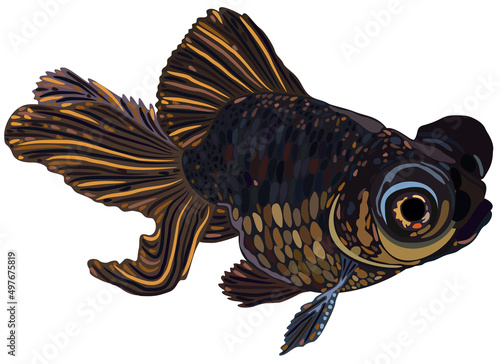 Vector illustration of decorative aquarium telescope fish isolated on white background.