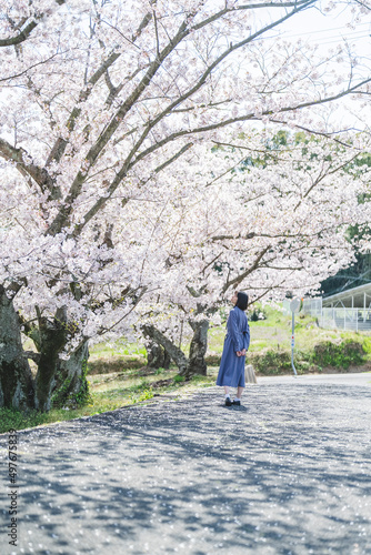 春の公園で満開の桜を見る女性