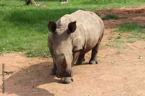 African rhino