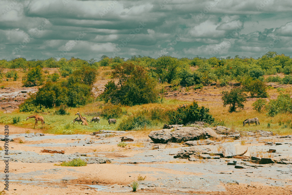 Tree in the savanna