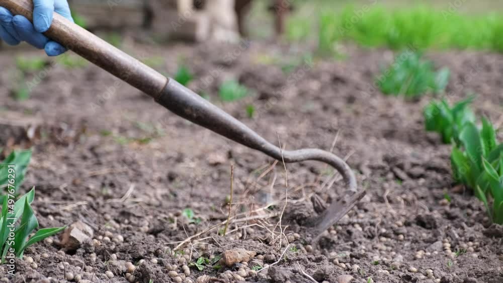 Close up view of plucking the weeds by hoe Close up view of plucking the weeds by hoe