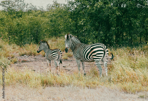 Zebras in the wild